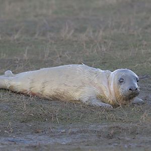 Birth of a grey seal (6)