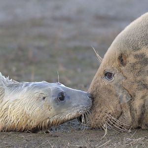 Birth of a grey seal (7)