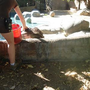 Jabba the Hippo 2010