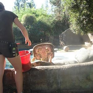 Jabba the Hippo 2010