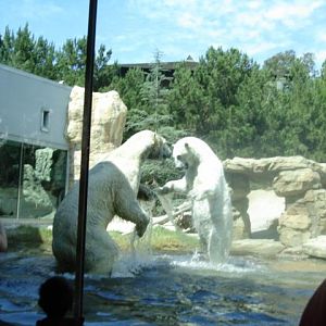Brother & Sister Polar Bears 2009