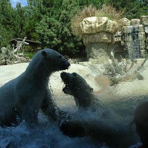 Brother & Sister Polar Bears 2009