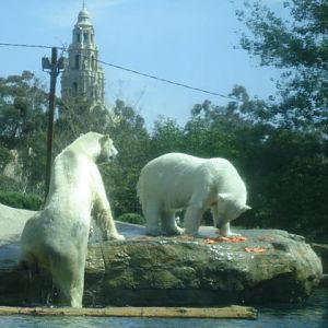 Brother & Sister Polar Bears 2009