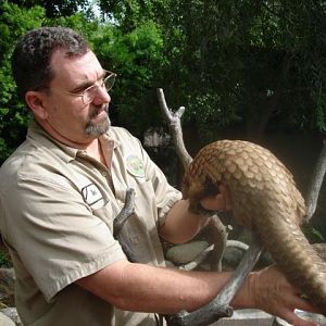 Male Pangolin 2010
