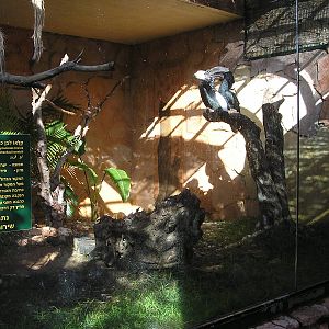 Hornbills enclosure