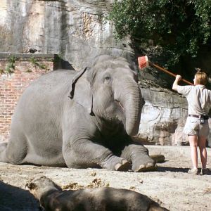 Panya enjoys a good scrubbing.