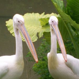 African Pelicans