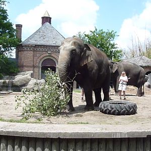 Asian Elephants