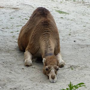 Dromedary Camel