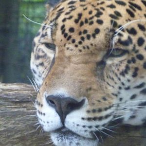 Audubon Zoo 4-16-10 036