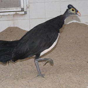 Maleo / Macrocephalon maleo
