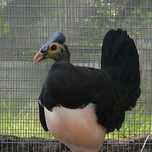 Maleo / Macrocephalon maleo