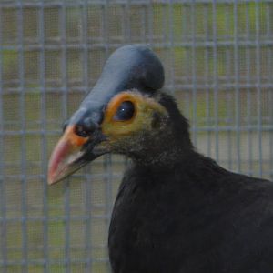 Maleo / Macrocephalon maleo