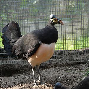 Maleo / Macrocephalon maleo