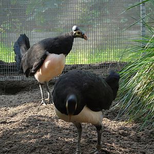 Maleo / Macrocephalon maleo