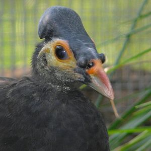 Maleo / Macrocephalon maleo