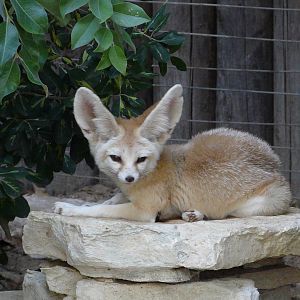 Fennec fox/ Vulpes zerda
