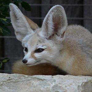 Fennec fox/ Vulpes zerda