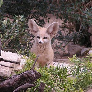 Fennec fox/ Vulpes zerda