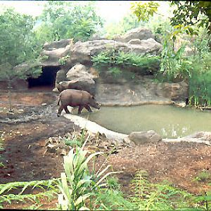 Sumatran Rhino 1989