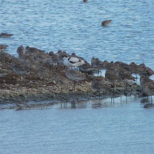 Godwits and an Avocet in Brownsea Island Lagoon