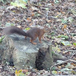 Red Squirrel on Brownsea Island