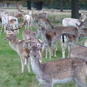 Fallow Deer in Richmond Park