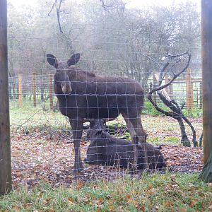 European mooses (elks) at Whipsnade Zoo, 11 November 2010