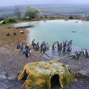Humboldt's and rockhopper penguins at Whipsnade Zoo, 11 November 2010