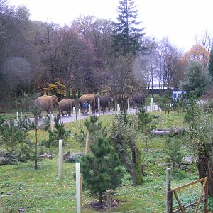 Asian elephants on walkabout at Whipsnade Zoo, 11 November 2010