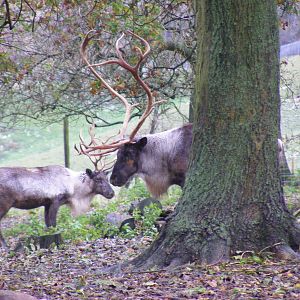 Reindeer at Whipsnade Zoo, 11 November 2010