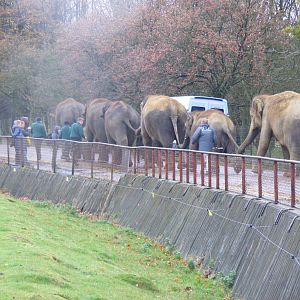 Asian elephants on walkabout at Whipsnade Zoo, 11 November 2010