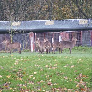 Common waterbucks at Whipsnade Zoo, 11 November 2010