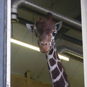 Ina the reticulated giraffe at Whipsnade Zoo, 11 November 2010