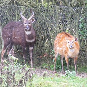 Sitatungas at Whipsnade Zoo, 11 November 2010