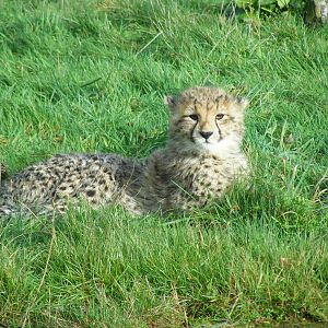 Northern African cheetah cub at Whipsnade Zoo, 11 November 2010