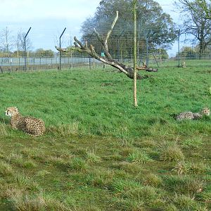 Dubai the Northern African cheetah with her five cubs at Whipsnade Zoo, 11
