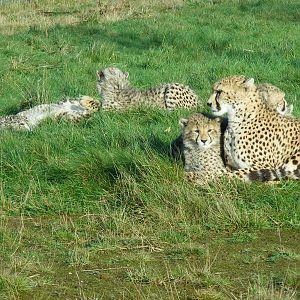 Dubai the Northern African cheetah with her cubs at Whipsnade Zoo, 11 Novem