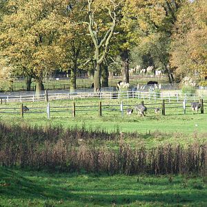 Ostriches at Whipsnade Zoo, 11 November 2010
