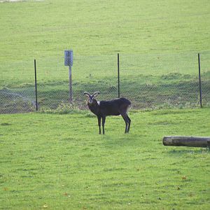 Nile lechwe at Whipsnade Zoo, 11 November 2010