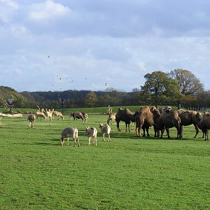 Pere David's deer and Bactrian camels at Whipsnade Zoo, 11 November 2010