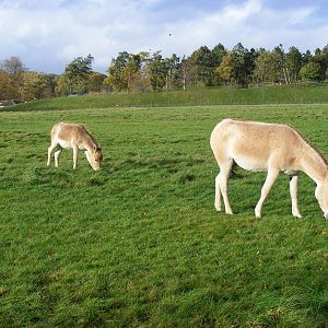 Onagers at Whipsnade Zoo, 11 November 2010
