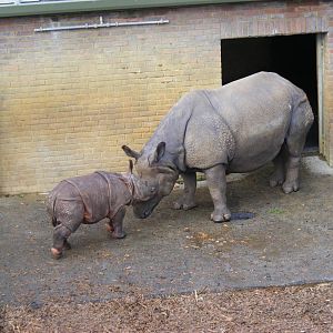 Behan the greater one-horned rhino with her calf at Whipsnade Zoo, 11 Novem