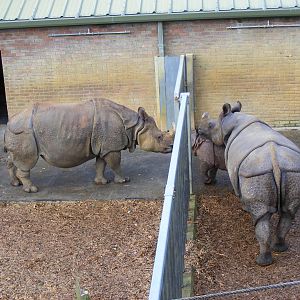 Greater one-horned rhinos at Whipsnade Zoo, 11 November 2010