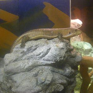 Great plated lizard at Whipsnade Zoo, 11 November 2010