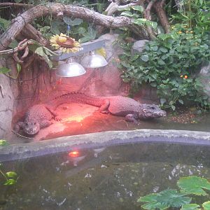 West African dwarf crocodiles at Whipsnade Zoo, 11 November 2010