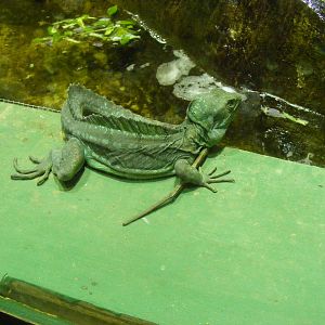Plumed basilisk at Whipsnade Zoo, 11 November 2010