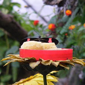 Butterfly at Whipsnade Zoo, 11 November 2010