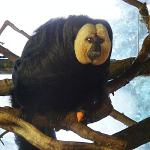 White-faced saki monkey at Whipsnade Zoo, 11 November 2010