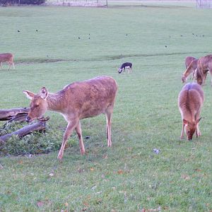 Barasinghas and blackbucks at Whipsnade Zoo, 11 November 2010